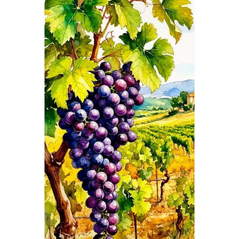 Peinture à l'huile par numéros, motif fruits frais, dessin sur toile, images DIY par numéros, décora