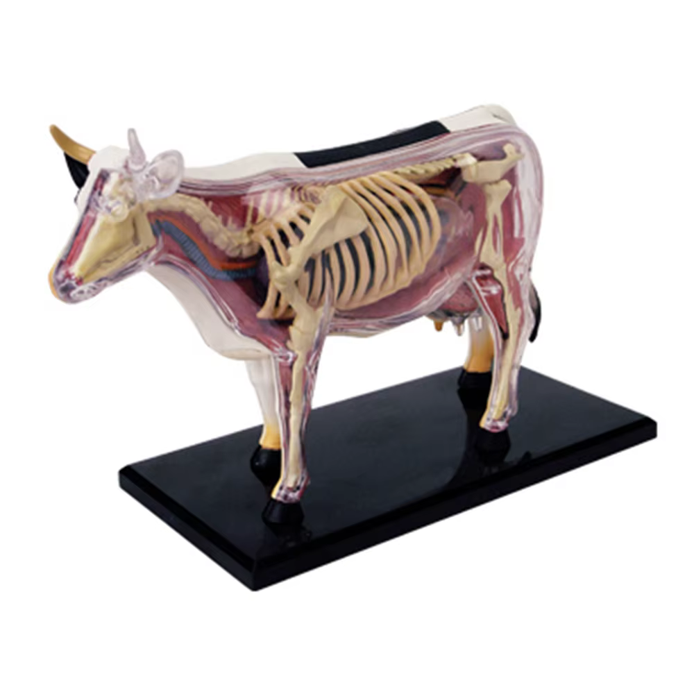 Jouet d'assemblage d'intelligence de vache, modèle d'anatomie d'organe animal, appareils scientifiqu