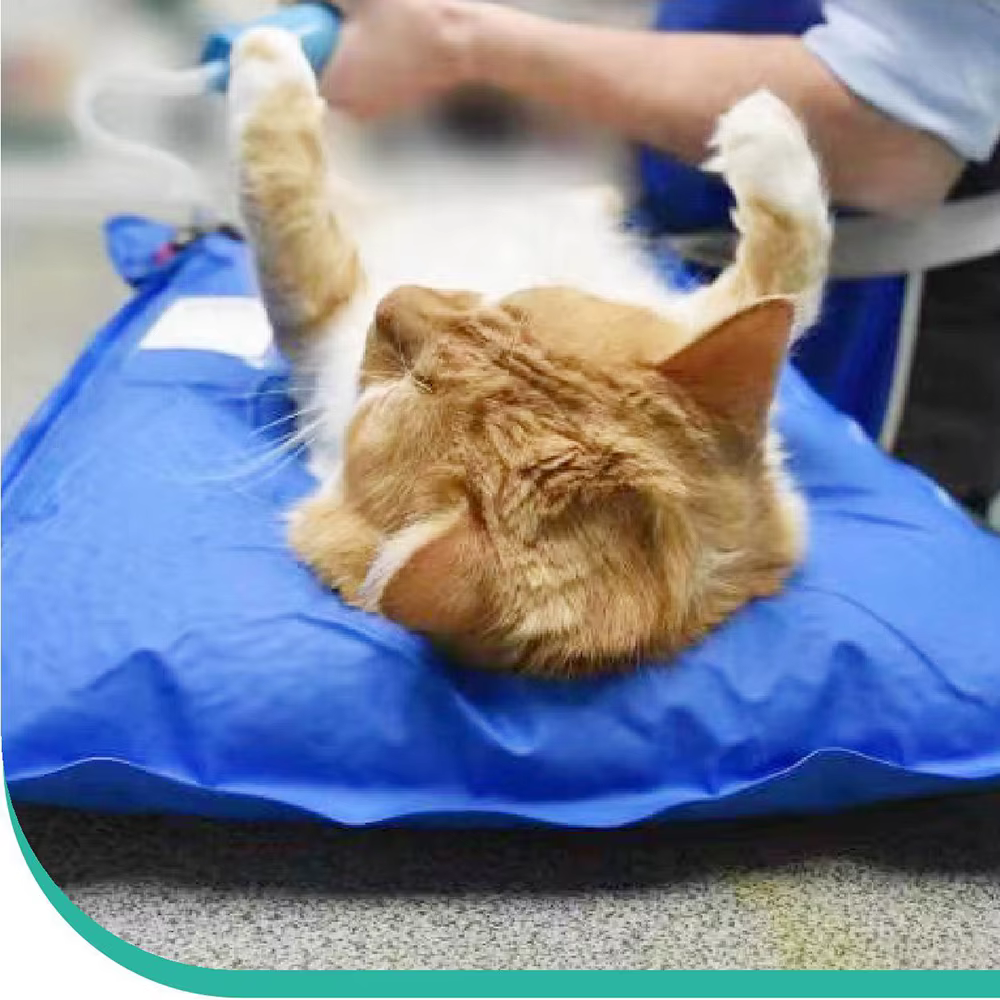 Accessoires chirurgicaux pour animaux, tapis de positionnement sous vide pour animaux de compagnie, petit tapis d'examen vétérinaire, salle de soins pour animaux de compagnie