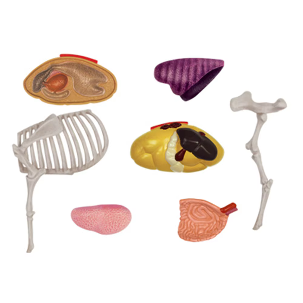 Jouet d'assemblage d'intelligence de vache, modèle d'anatomie d'organe animal, appareils scientifiques populaires, fuchsia, bric