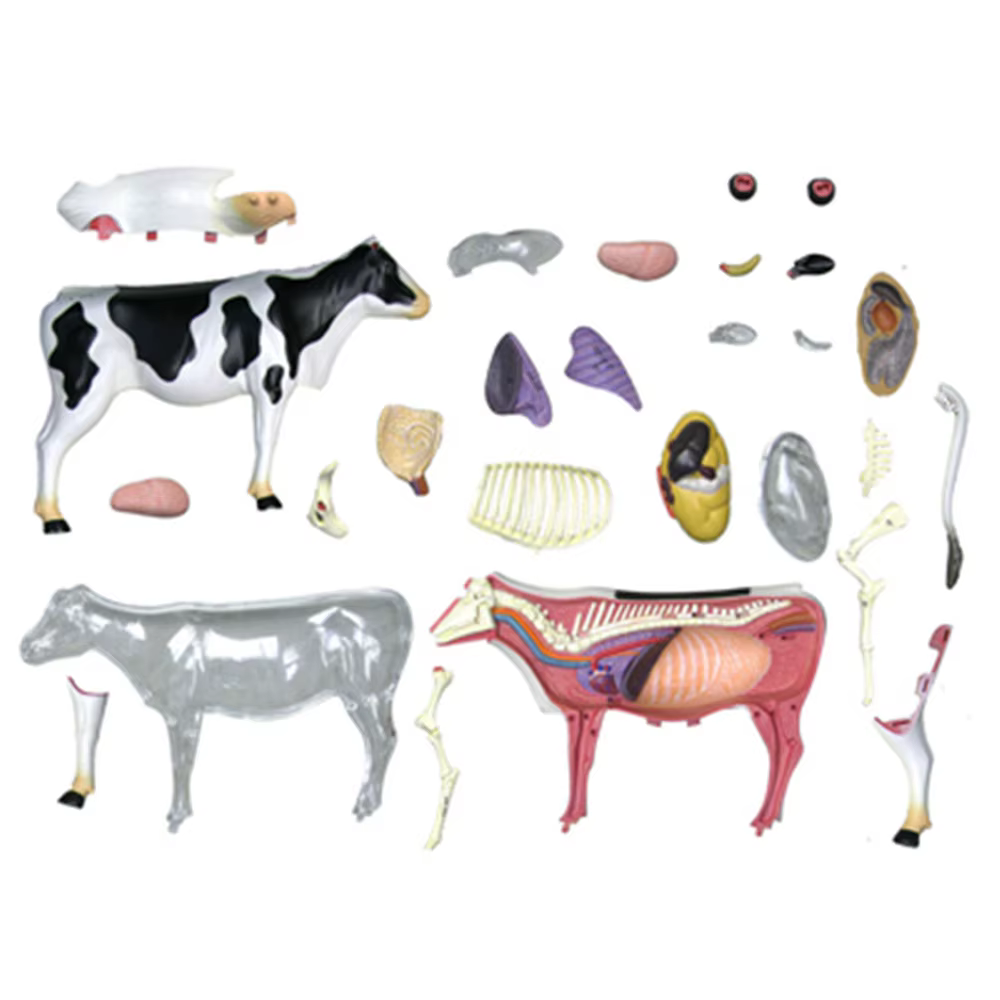 Jouet d'assemblage d'intelligence de vache, modèle d'anatomie d'organe animal, appareils scientifiques populaires, fuchsia, bric