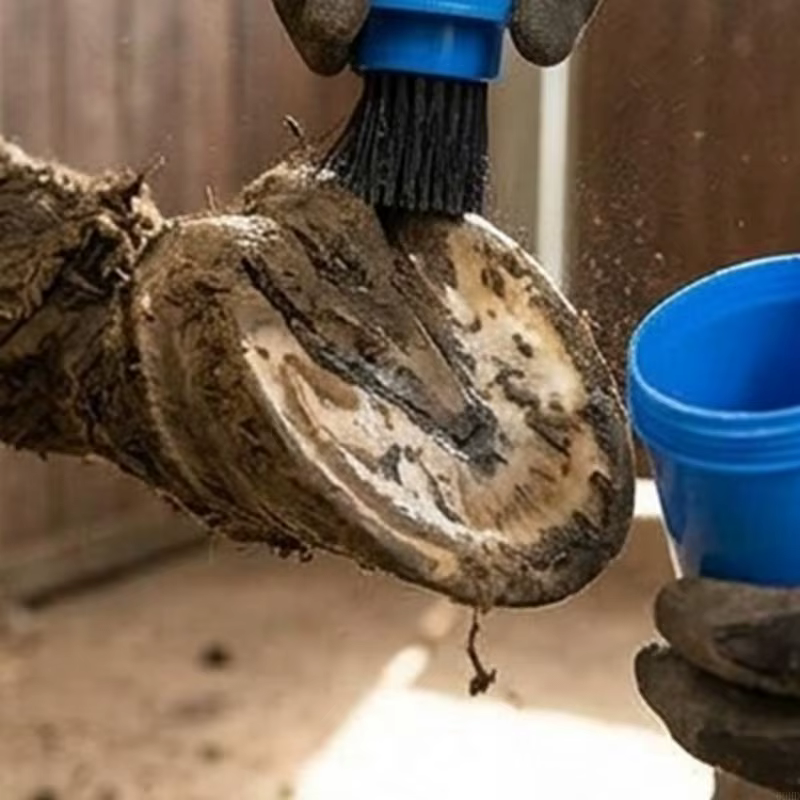 Brosse à huile pour sabots cheval, anti-fuite, brosse à graisse, outil nettoyage pour toilettage efficace une 69HD