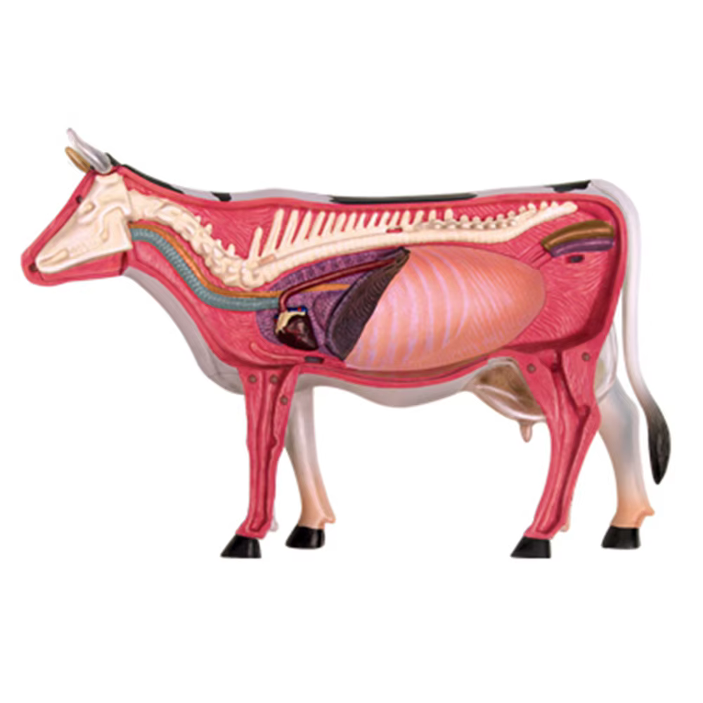 Jouet d'assemblage d'intelligence de vache, modèle d'anatomie d'organe animal, appareils scientifiques populaires, fuchsia, bric